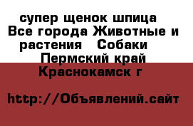 супер щенок шпица - Все города Животные и растения » Собаки   . Пермский край,Краснокамск г.